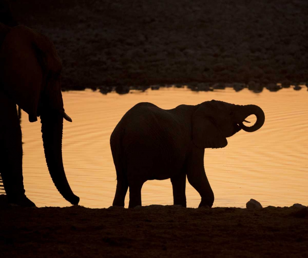 Namibia, Etosha NP Baby elephant at sunset art print by Wendy Kaveney for $57.95 CAD